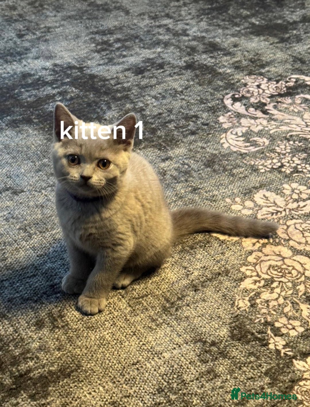 British Shorthair cats for sale: British short hair kittens up for sale (need gone) - Advert 3