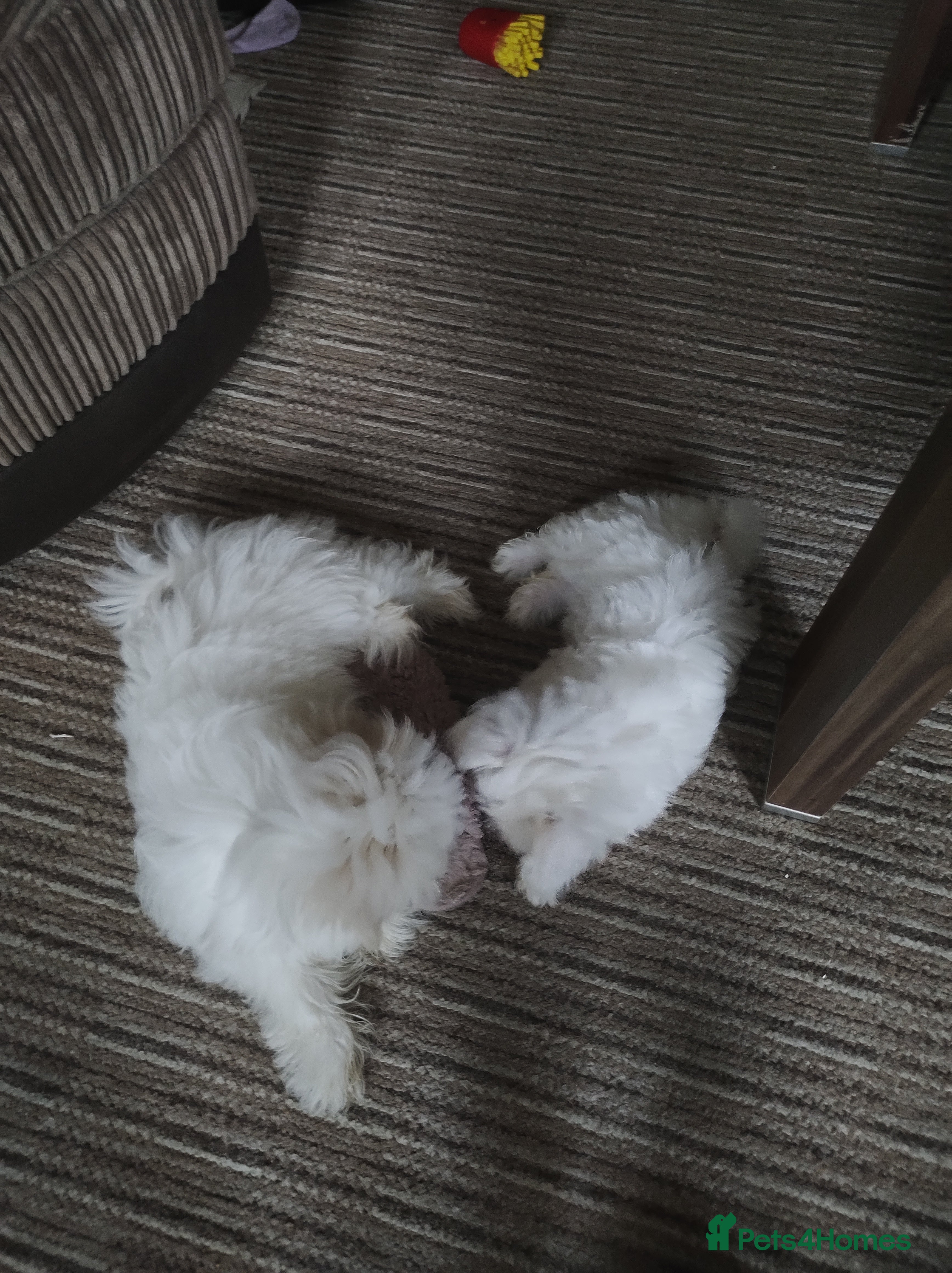 Maltese dogs Maltese Puppies  - Advert 16