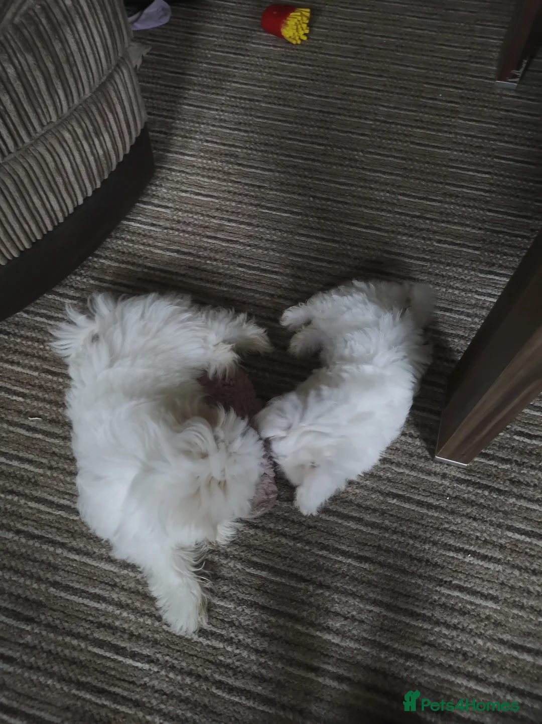 Maltese dogs for sale: Maltese Puppies  in Eastbourne - Advert 1