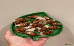 Snails invertebrates for sale: Giant African Land Snails (Achantina Fulica) - Image 2