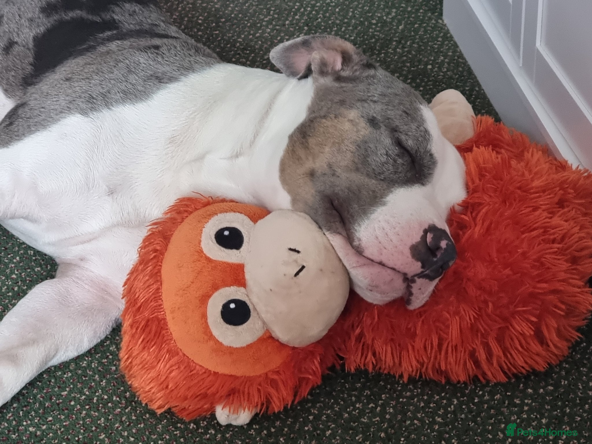 American Bully dogs American Bully boy is looking for loving home.  - Advert 1