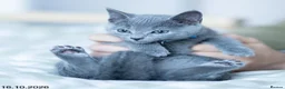 Russian Blue cats for sale: Adorable Russian Blue Kittens. - Advert 36