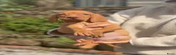 Hungarian Vizsla dogs for sale: Smooth haired Hungarian vizsla puppies  - Advert 3
