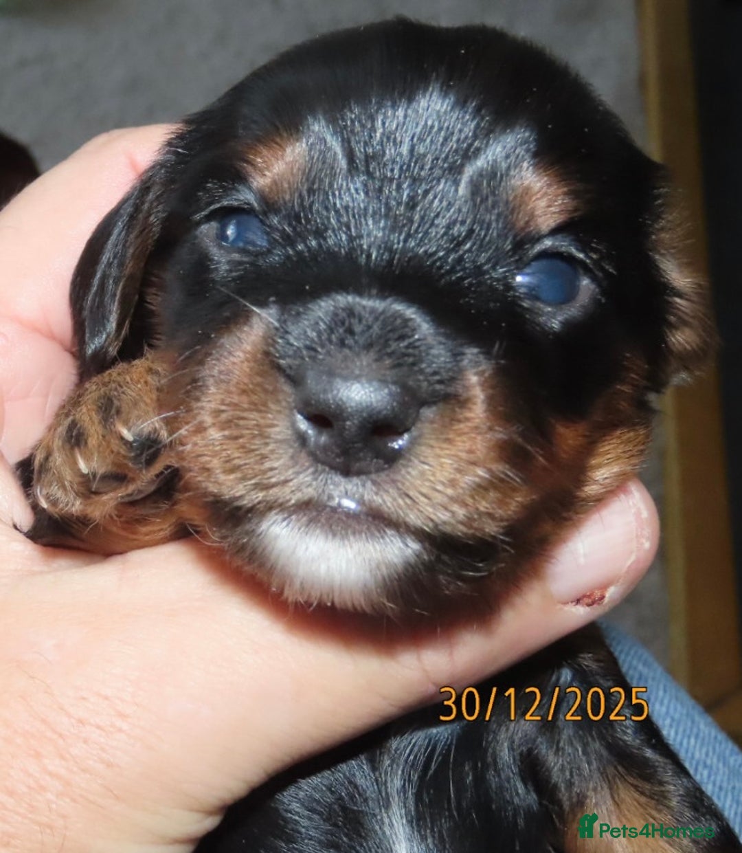 Mixed Breed dogs for sale: Dachshund Jack Russel xdachsund  - Advert 6