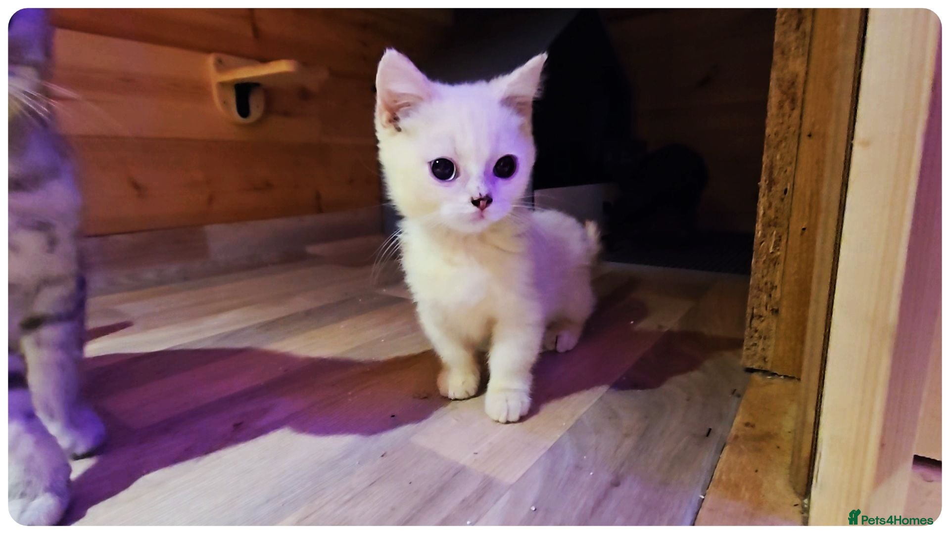 Munchkin cats Munchkin kittens - Advert 7