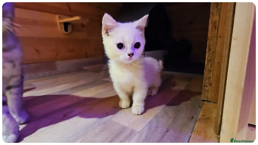 Munchkin cats for sale: Munchkin kittens - Advert 1