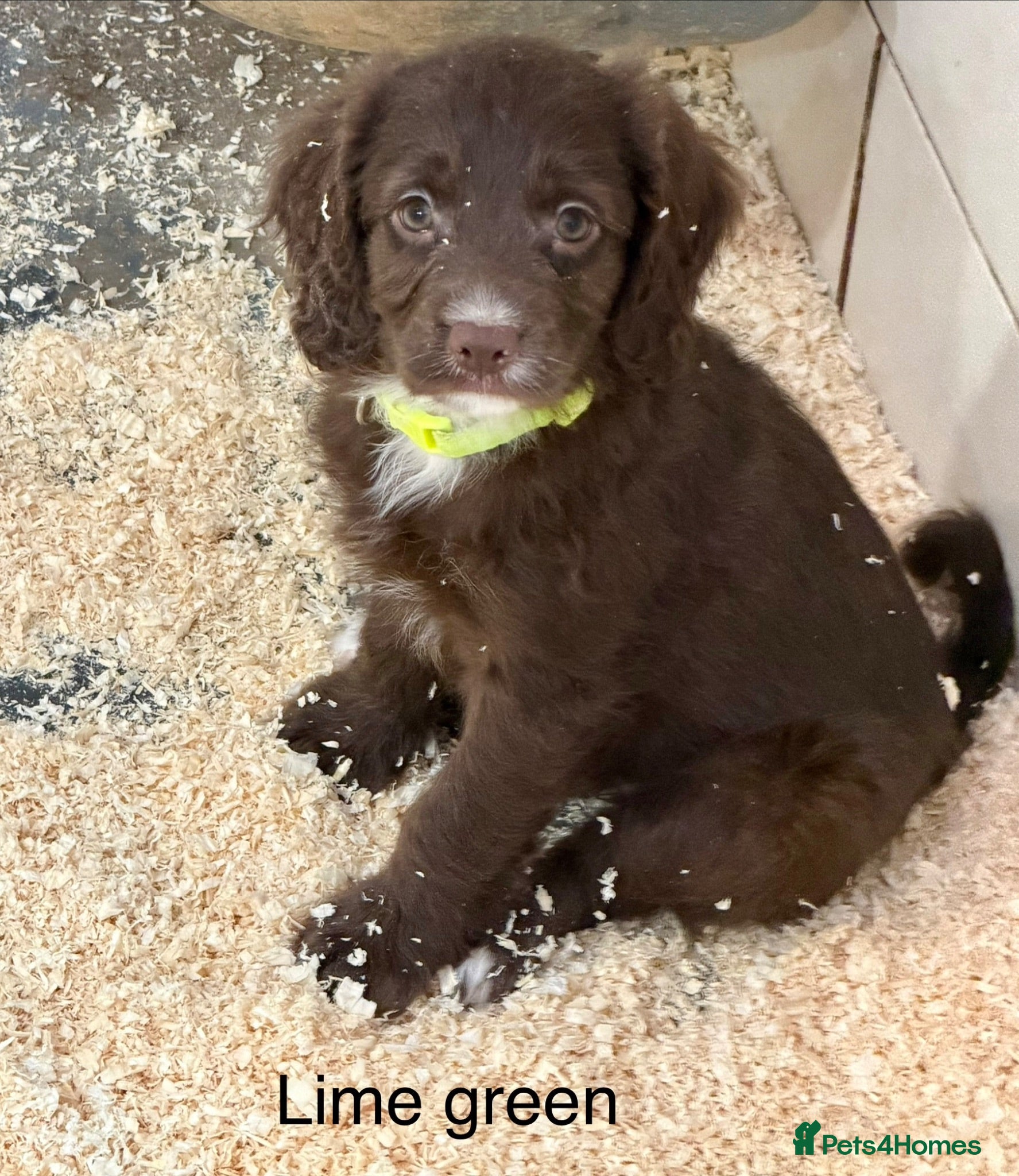 Sproodle dogs Sproodle Puppies from experienced, licensed breedr - Advert 2