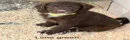 Sproodle dogs for sale: Sproodle Puppies from experienced, licensed breedr - Advert 12
