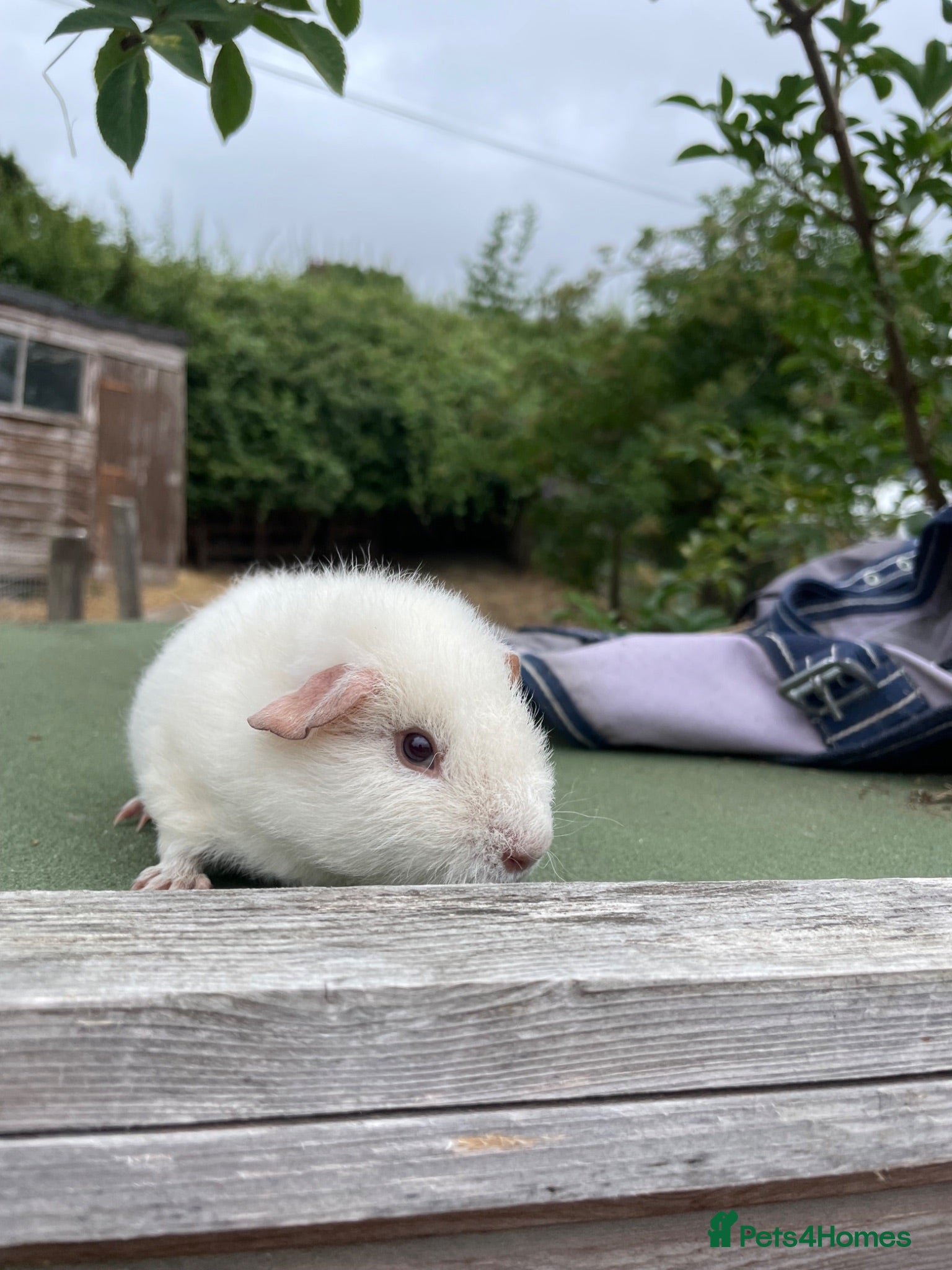 Guinea Pig rodents White guinea pigs for sale  - Advert 3