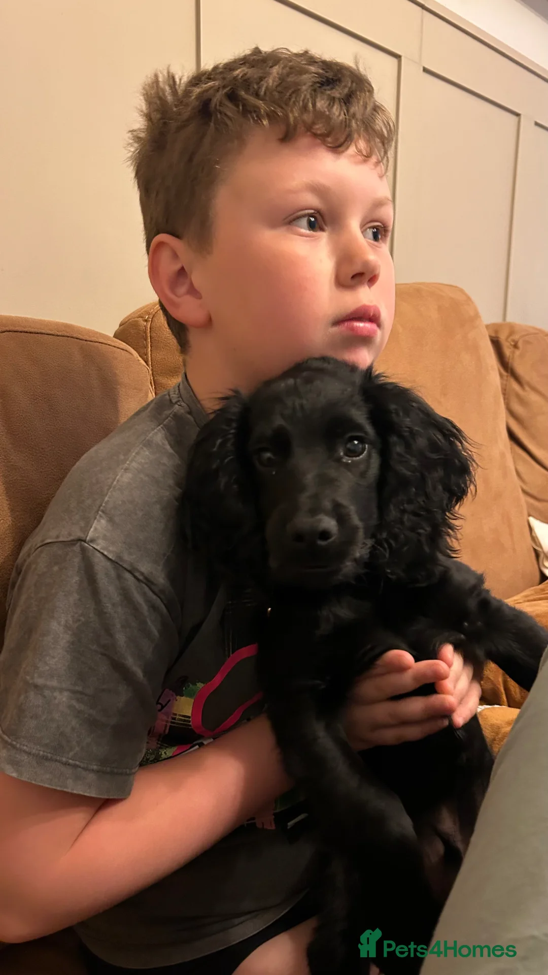 Cocker Spaniel dogs for sale: 5 month old Working Cocker Spaniel  - Advert 1