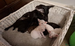 Oriental cats for sale: Absolutly loving beautiful oriental kittens - Image 10