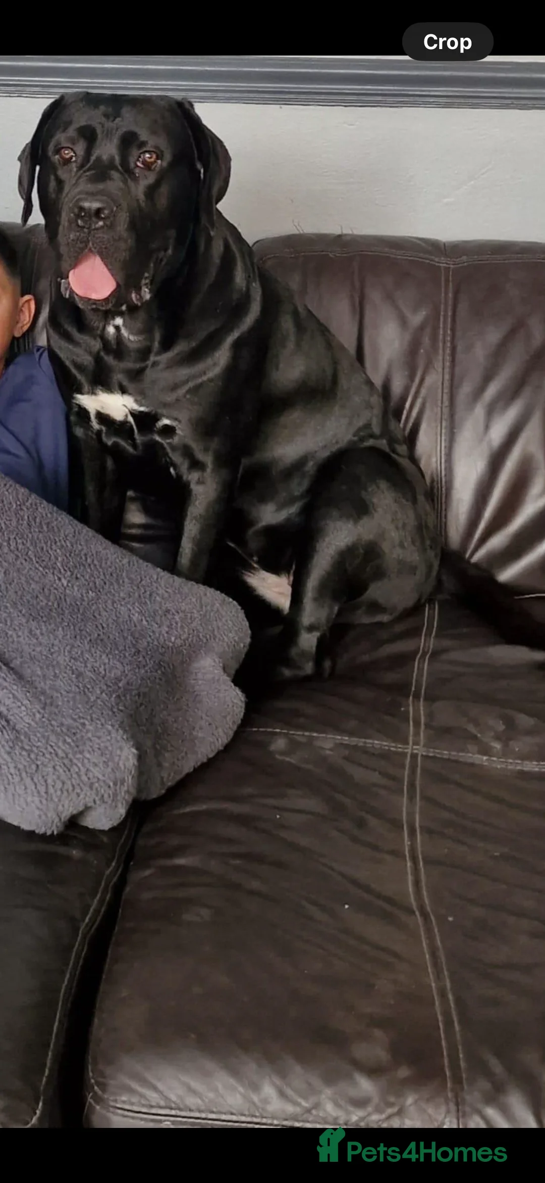 Cane Corso dogs for sale: Cane corso for sale - Advert 2