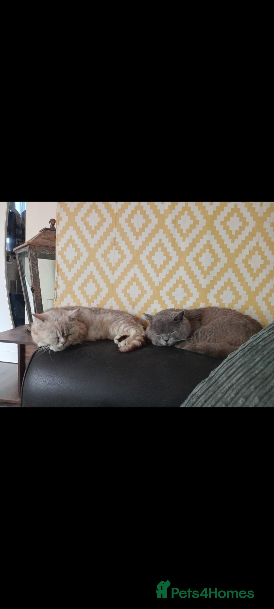 British Shorthair cats for sale: British short-hair kittens - Image 2