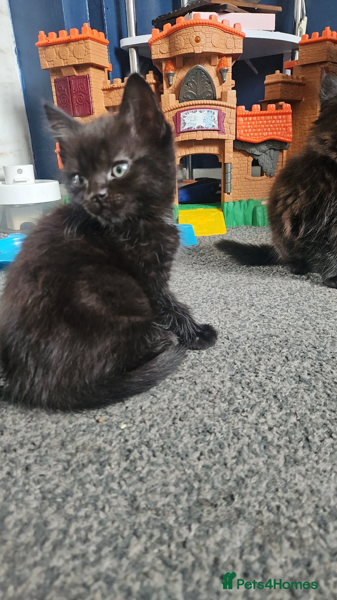 Mixed Breed cats Boy kitten available  - Advert 2