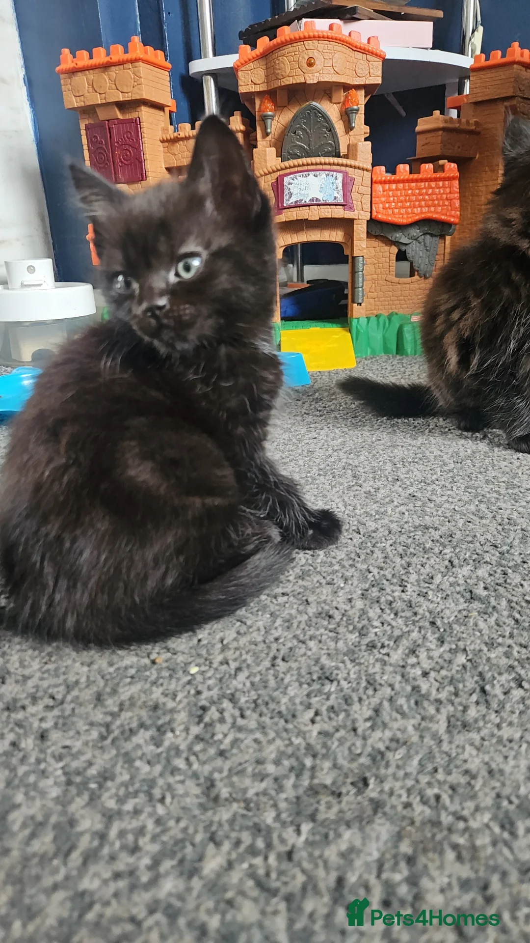 Mixed Breed cats for sale: Boy kitten available  - Advert 1