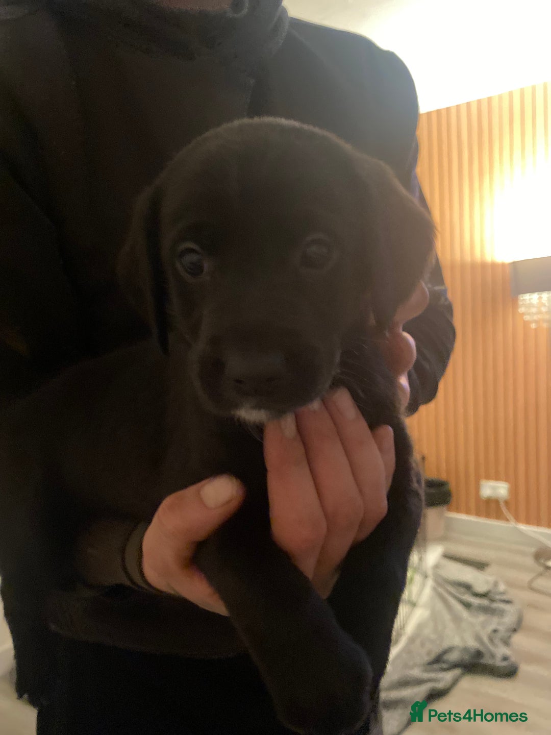 Springador dogs for sale: Labrador puppies - Advert 21