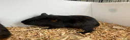 Guinea Pig rodents for sale: Guinea Pigs - Advert 10
