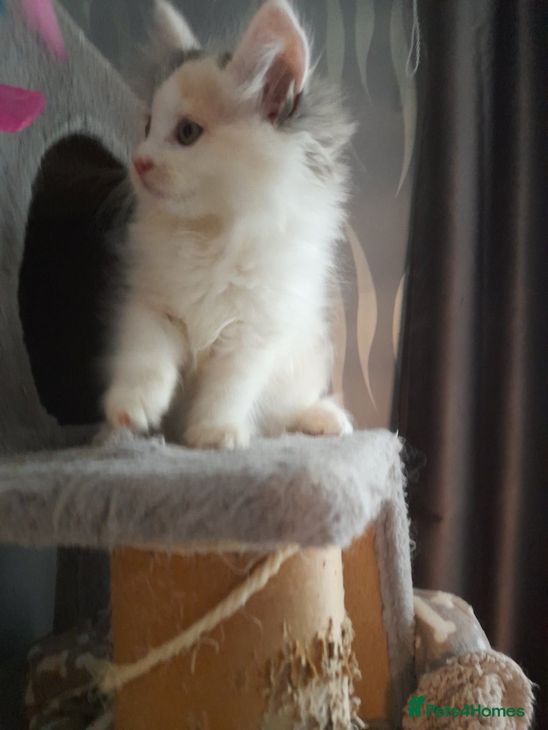 Ragcoon cats for sale: Stunning, and chunky ragcoons  - Image 15