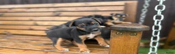 Mixed Breed dogs for sale: Border lakeland Russell pups for sale in Merthyr Tydfil - Advert 4