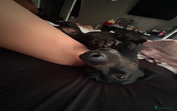 Miniature Dachshund dogs for stud: Stud  - Image 3