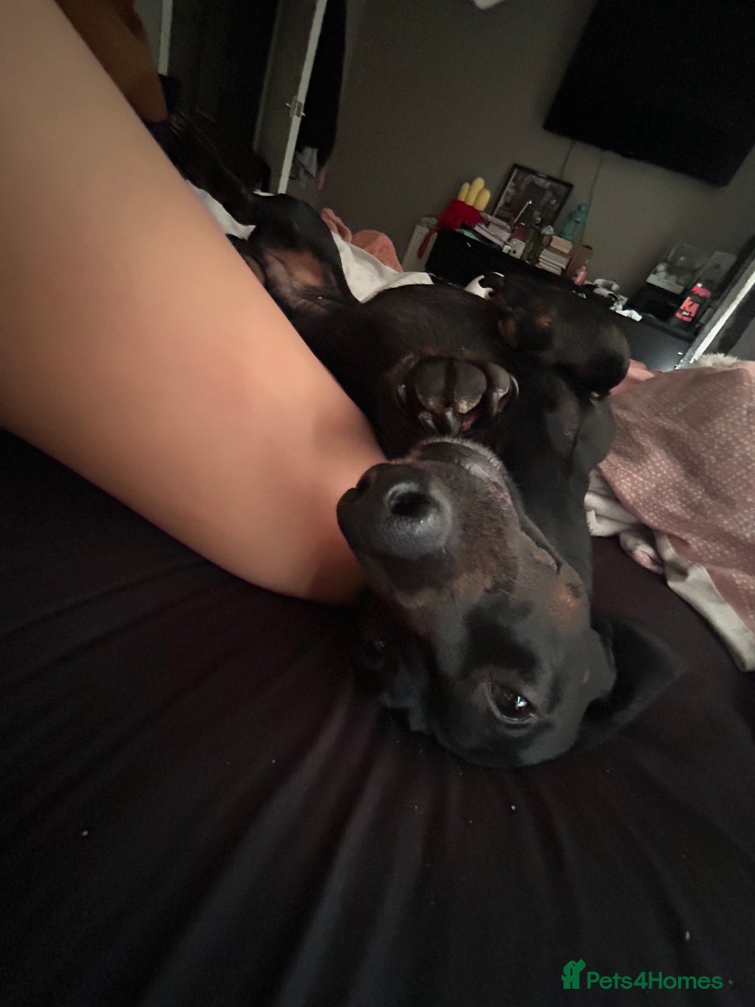Miniature Dachshund dogs for stud: Stud  - Image 3