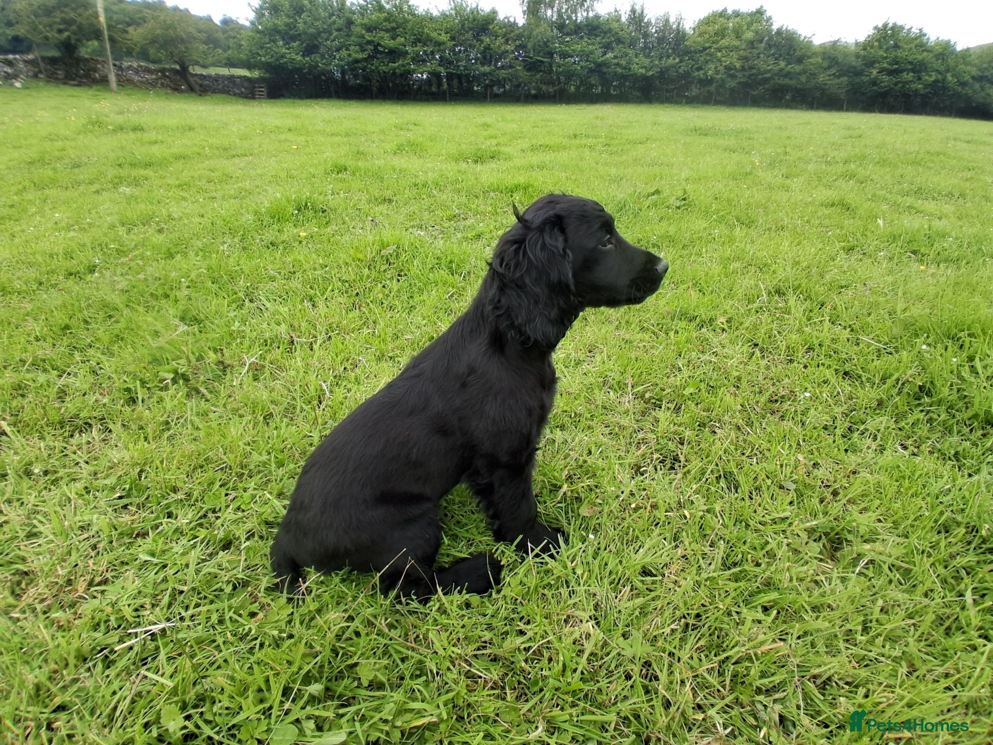 Cocker Spaniel dogs 14 Week old Black Working Cocker Bitch  - Advert 7