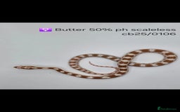 Corn Snake reptiles for sale: Cornsnake Hatchlings - Image 3