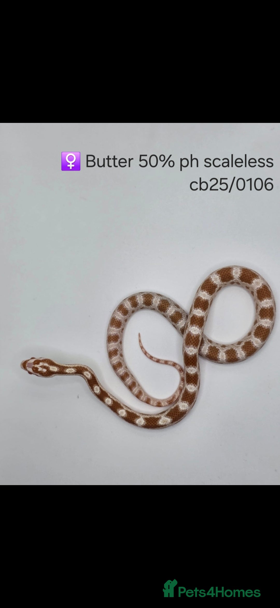 Corn Snake reptiles for sale: Cornsnake Hatchlings - Image 3