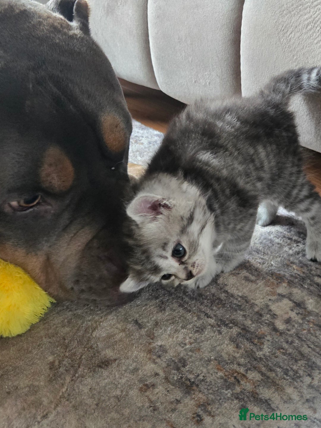 Mixed Breed cats for sale: Persian x kittens  - Image 4
