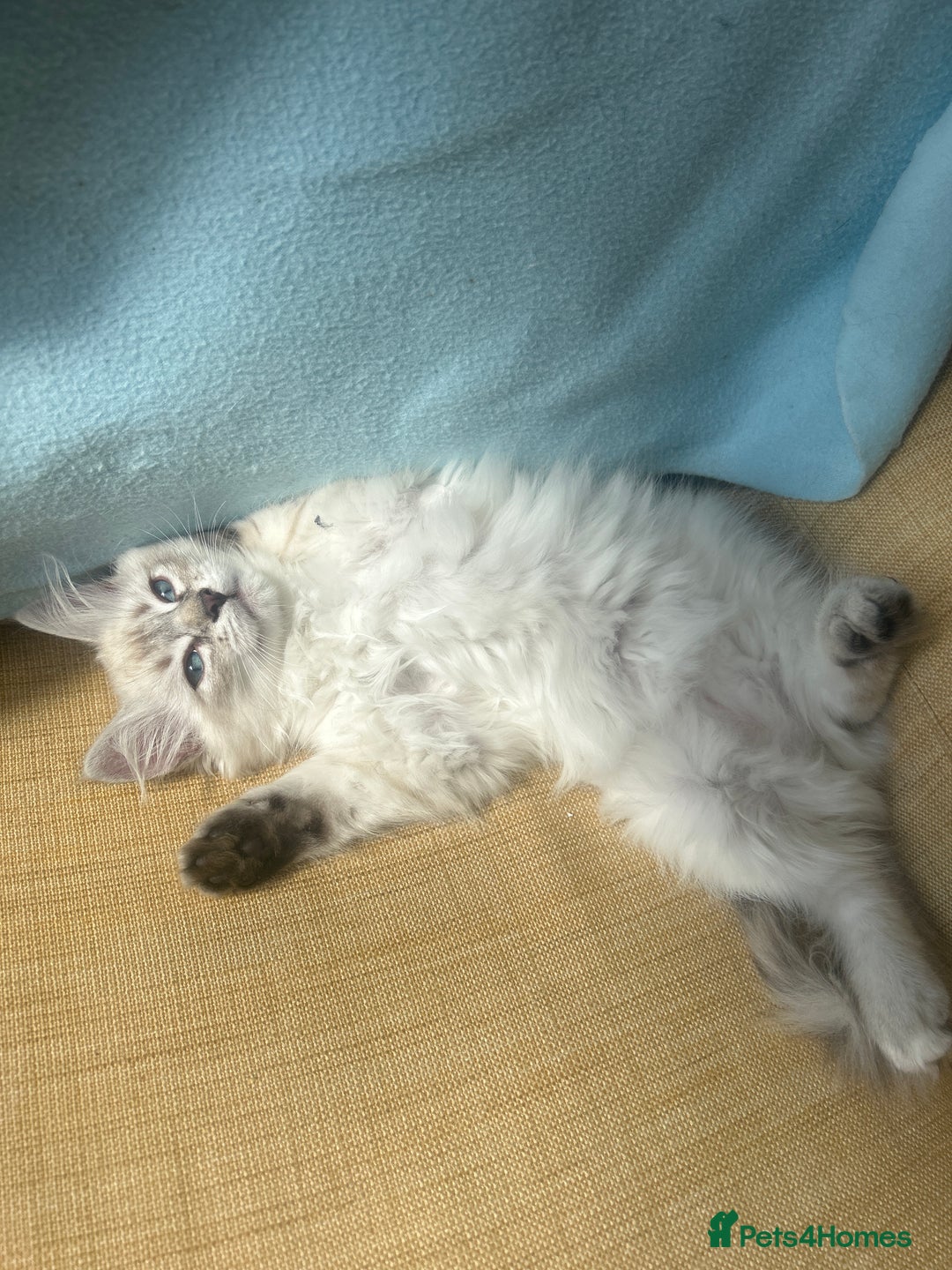 Siberian cats for sale: 😍 Siberian Neva Masquerade kittens 😍 - Image 22