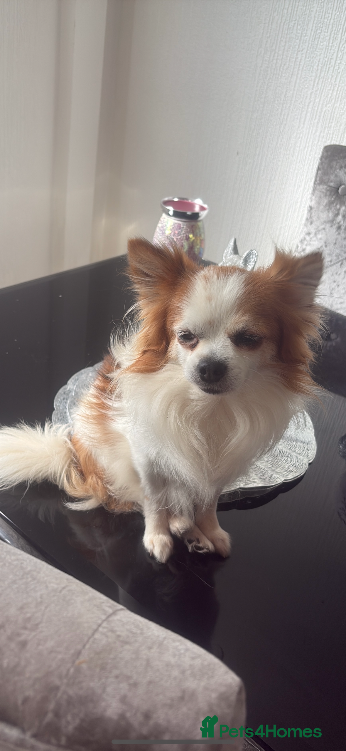 Chihuahua dogs Long haired party chihuahua  - Advert 7