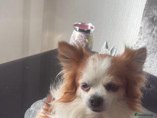 Chihuahua dogs Long haired party chihuahua - Advert 2