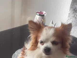 Chihuahua dogs Long haired party chihuahua - Advert 12