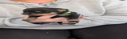 Rottweiler dogs for sale: Kc Rottweiler puppies from imported parents   - Advert 22