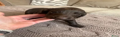 Puppy 3