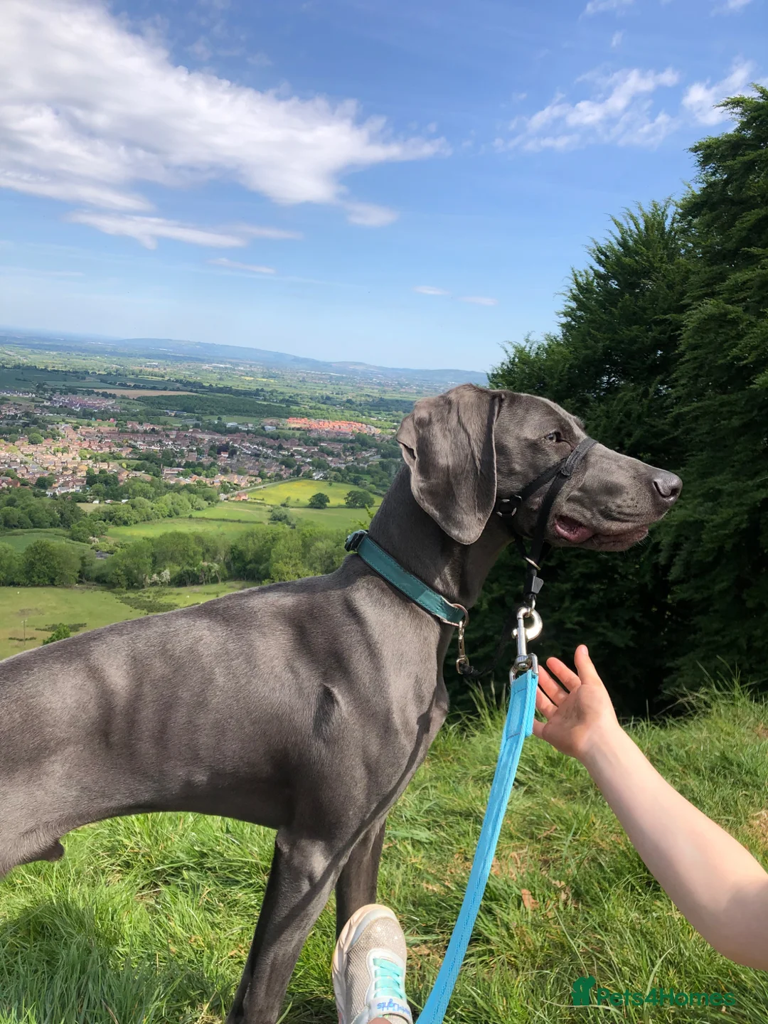 Weimaraner dogs for sale: 20 Month old blue Weimarner  - Advert 2