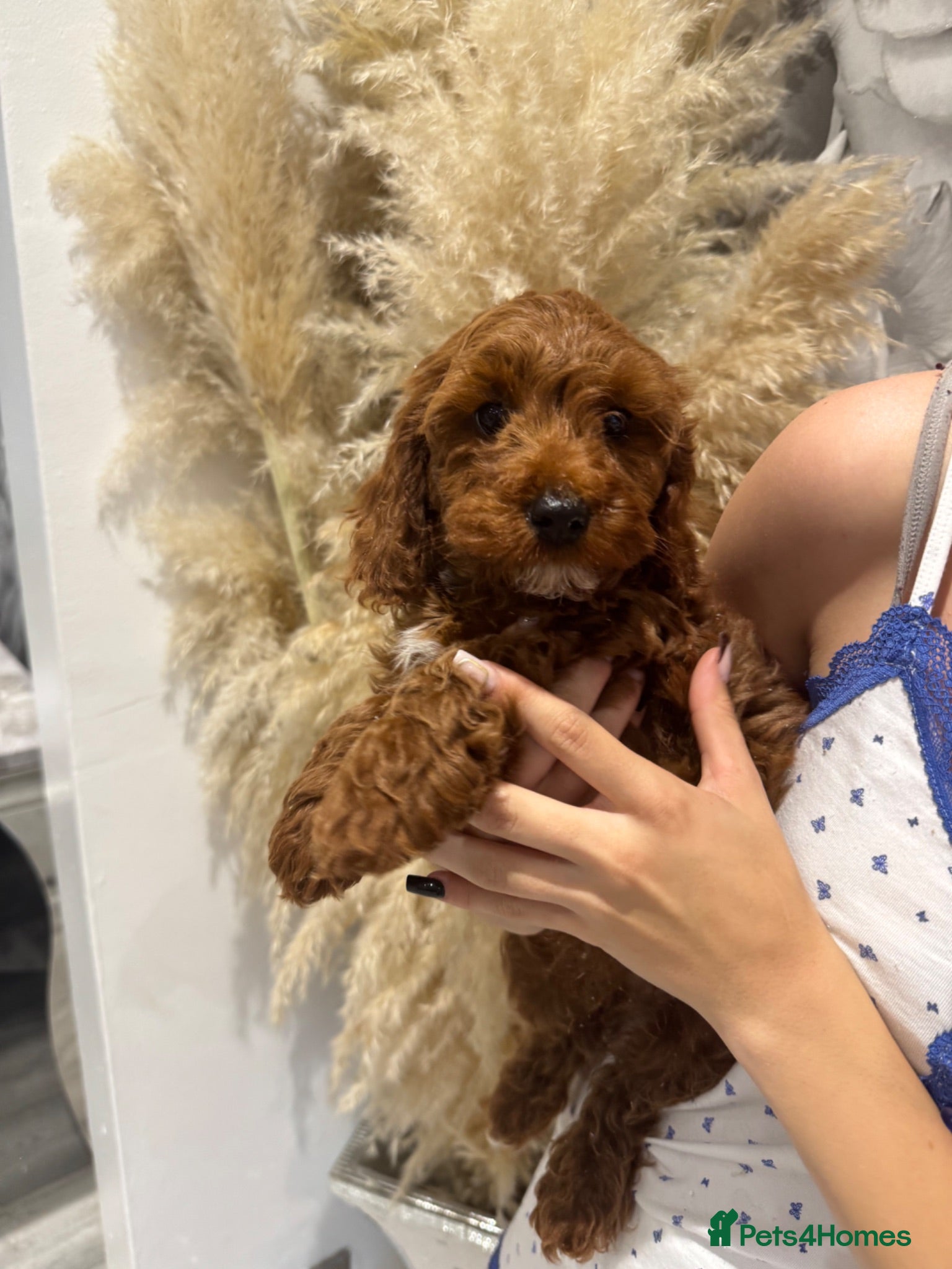 Cavapoo dogs Ready to leave, DNA HEALTH TESTED PARENTS. - Advert 7