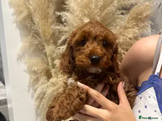 Cavapoo dogs Ready to leave, DNA HEALTH TESTED PARENTS. - Advert 7