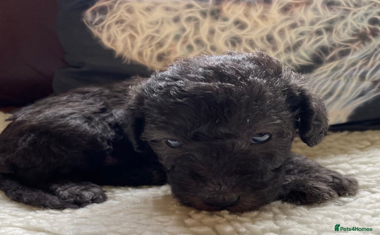 Bedlington Terrier dogs - Advert 1
