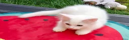 Mixed Breed cats for sale: Little cuties - Advert 9