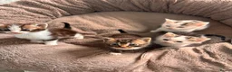 Mixed Breed cats for sale: Beautiful part Maine coon kittens  - Advert 1