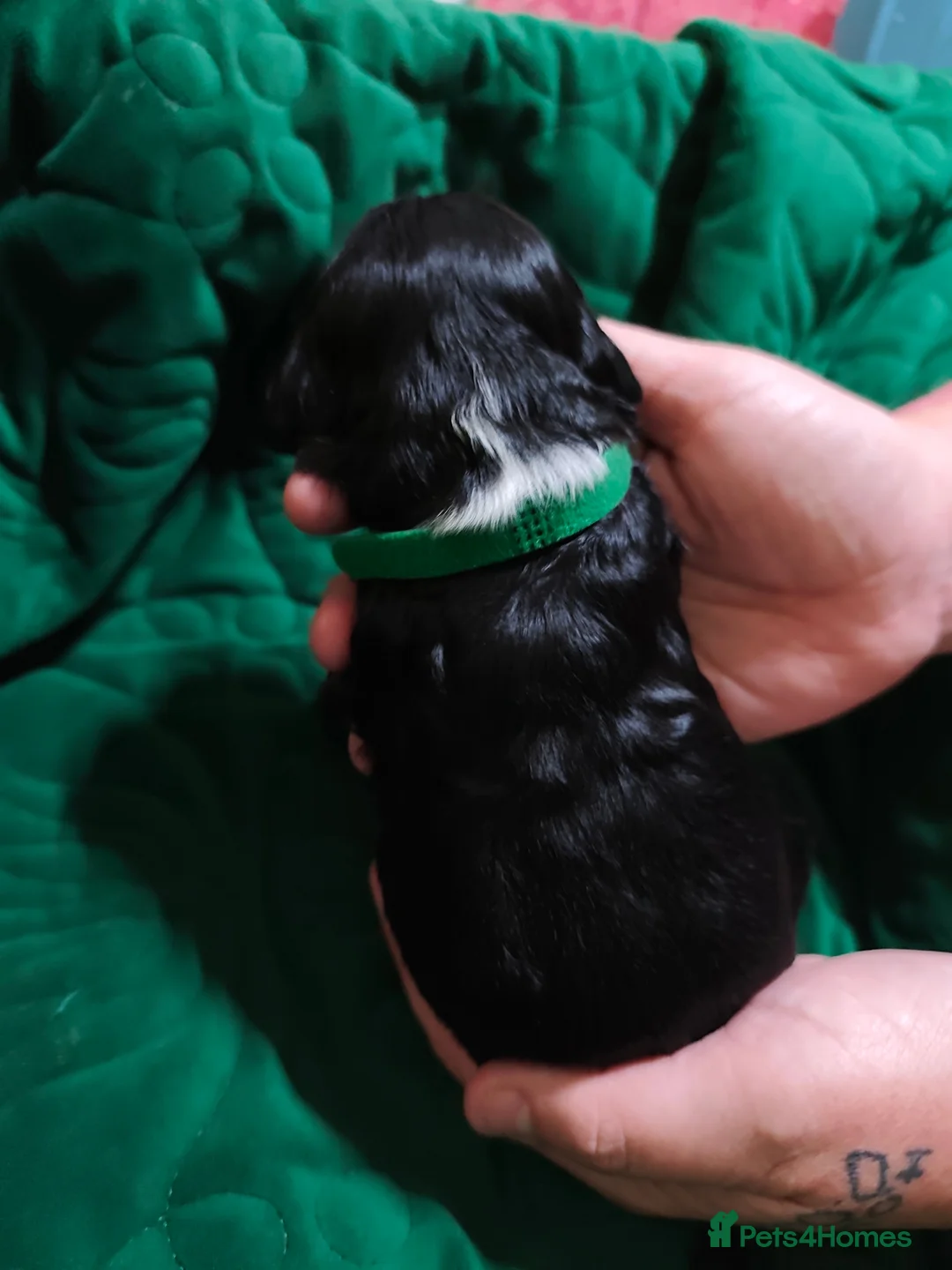 Sproodle dogs for sale: 6 beautiful sproodle puppies in Wigton - Advert 16
