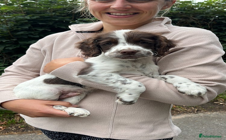 English Springer Spaniel dogs - Advert 1