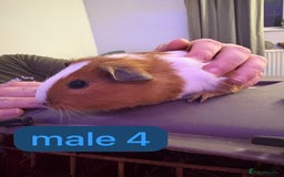 Guinea Pig rodents for sale: Beautiful baby Guinea pigs  - Advert 10