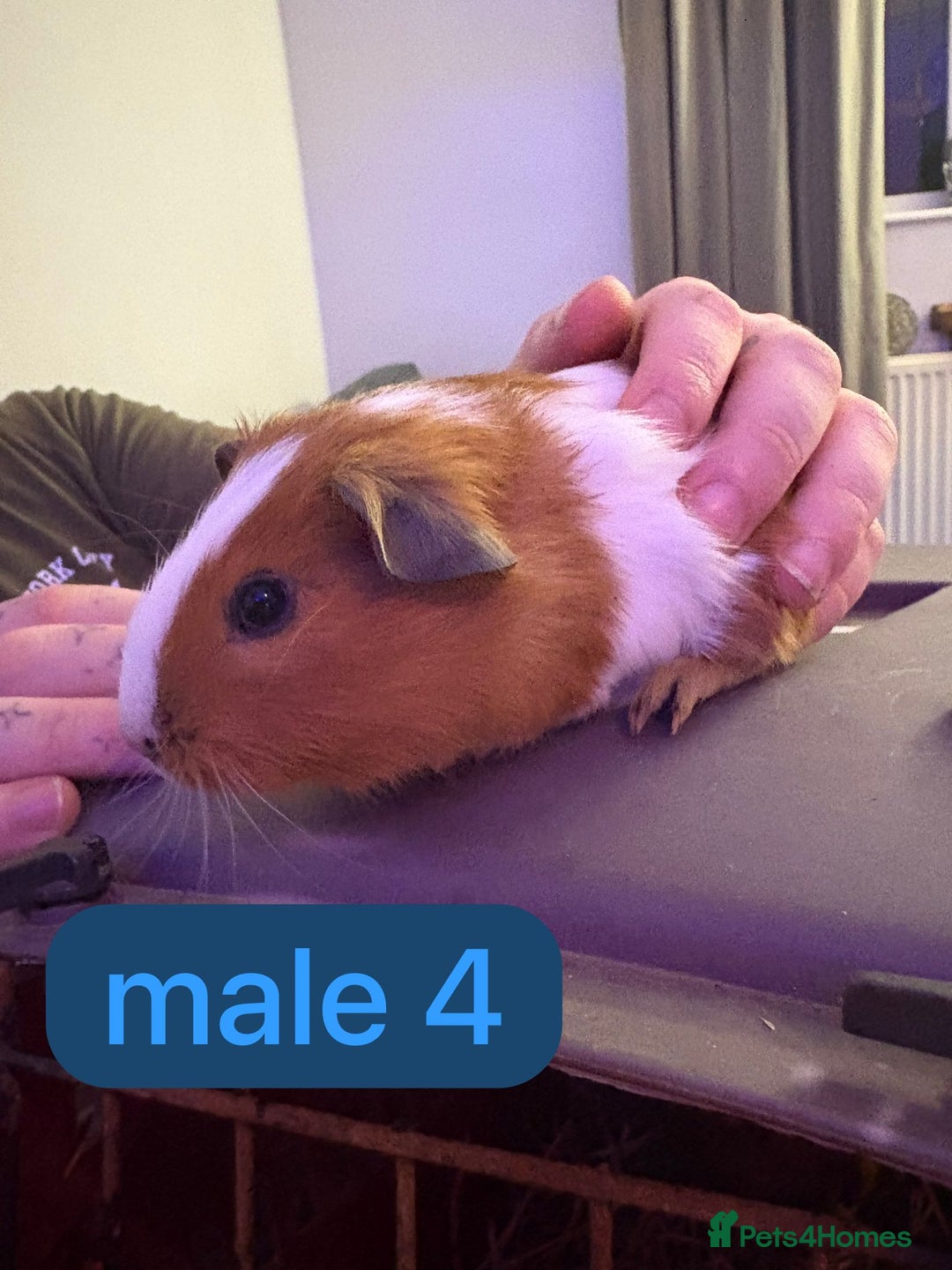 Guinea Pig rodents for sale: Beautiful baby Guinea pigs  - Advert 10