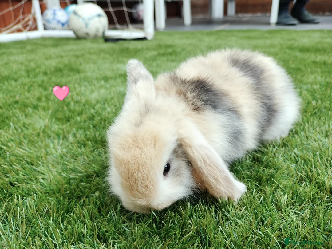 Mini Lop rabbits for sale: Mini Lop Bunnies - Advert 2