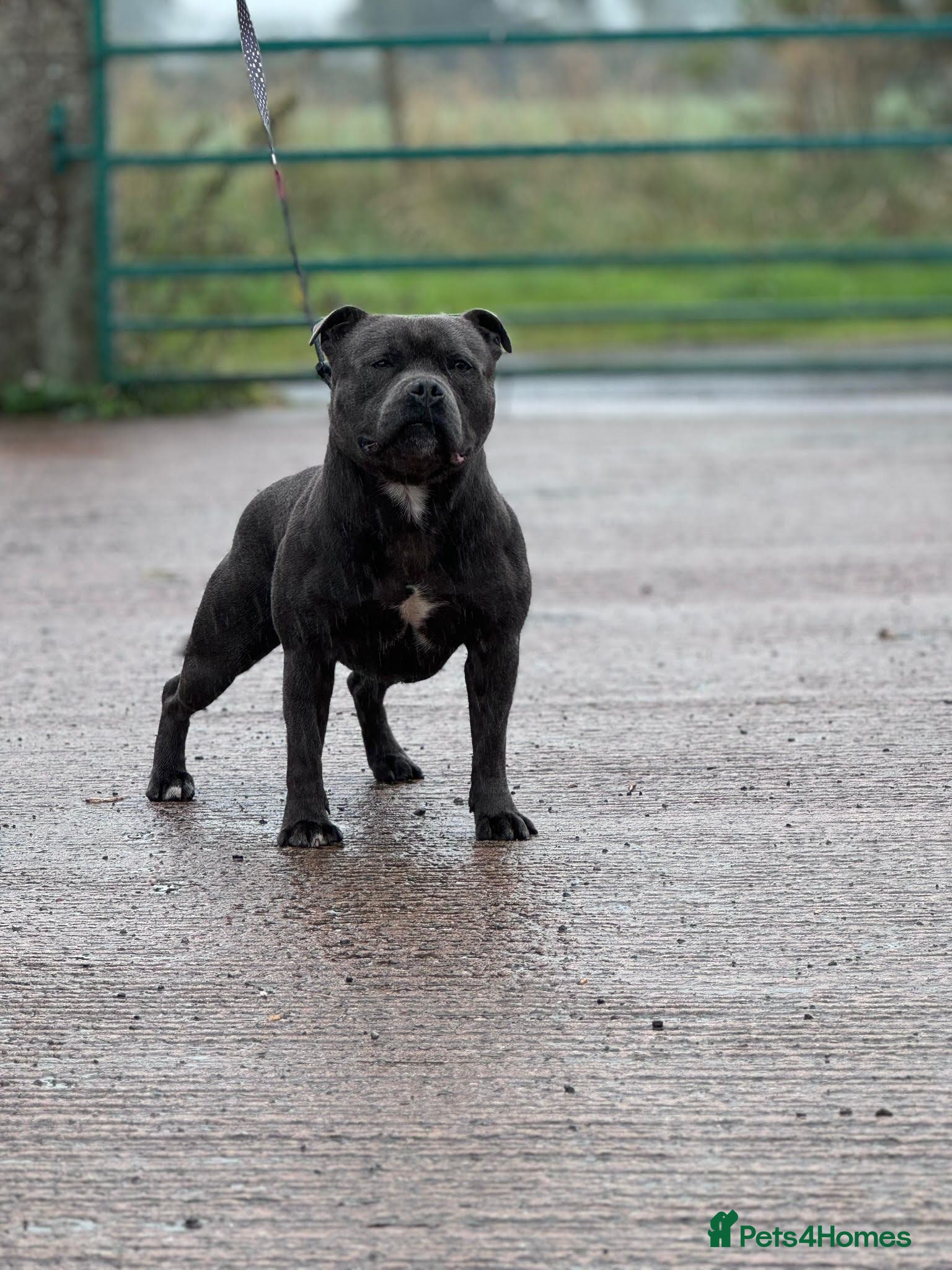 Staffordshire Bull Terrier dogs stunning  kc reg blue staffy for stud - Advert 1