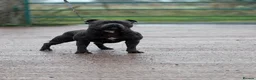 Staffordshire Bull Terrier dogs for stud: stunning  kc reg blue staffy for stud - Advert 1