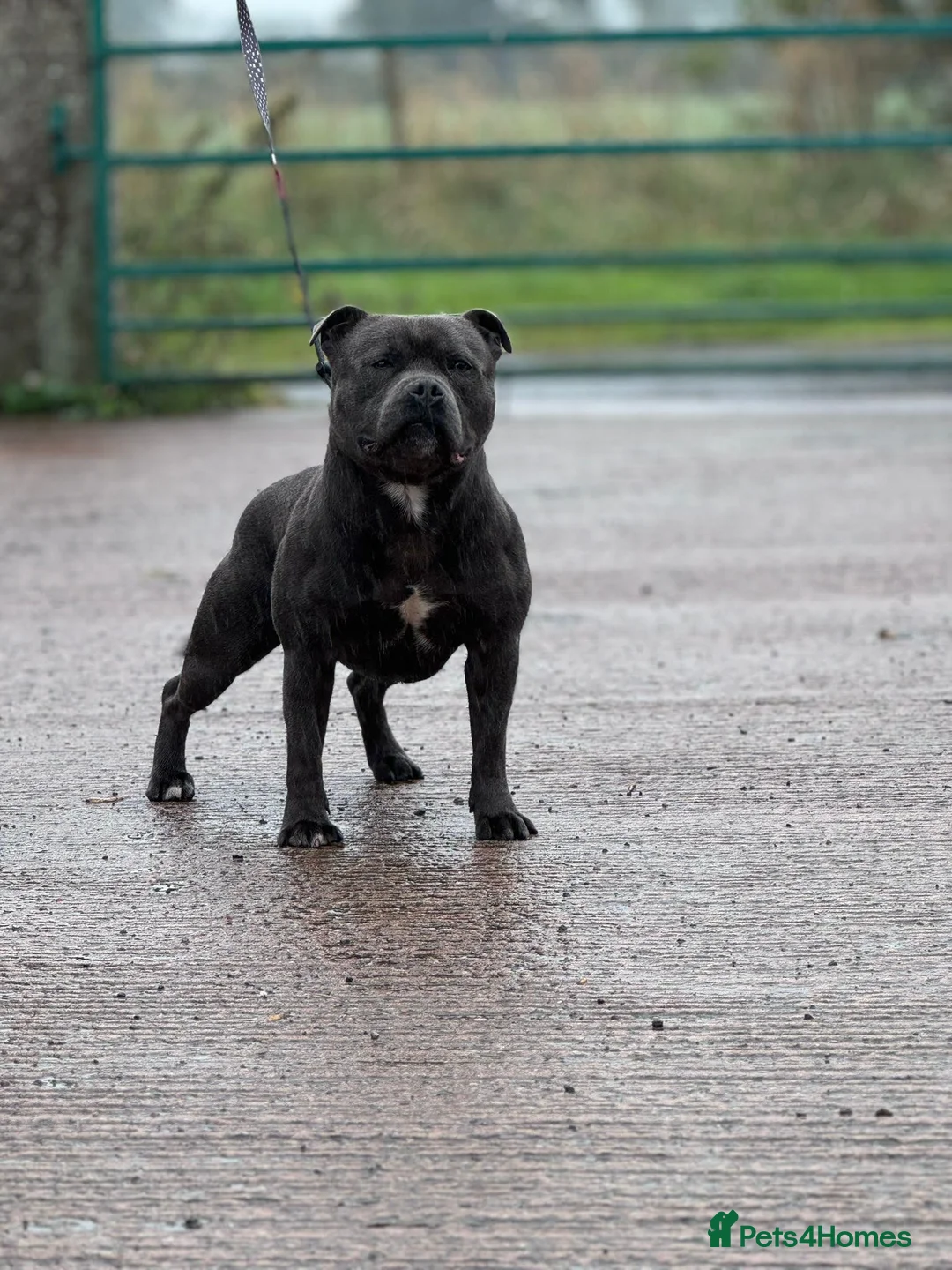 Staffordshire Bull Terrier dogs for stud: stunning  kc reg blue staffy for stud - Advert 1