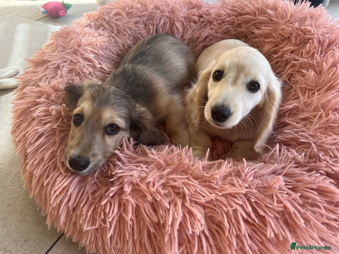 Miniature Dachshund dogs for sale: **KC REG Miniature long haired dachshund puppies** - Image 2